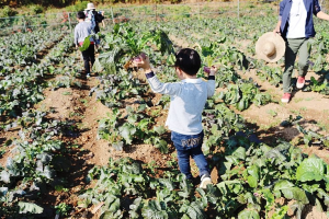 순무캐기